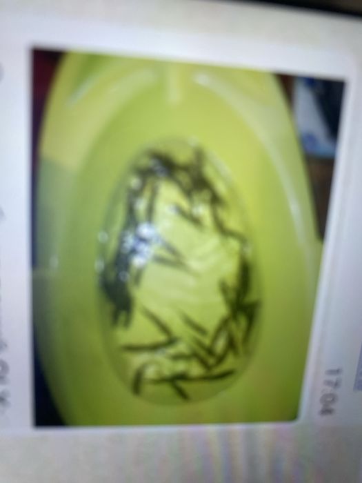 живец чебак назаказ