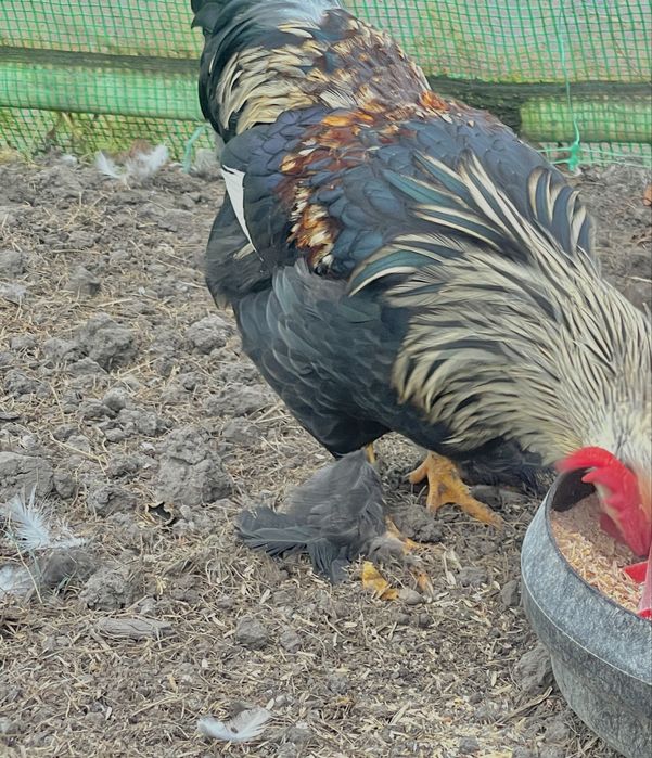 Vand cocos Cochin pitic