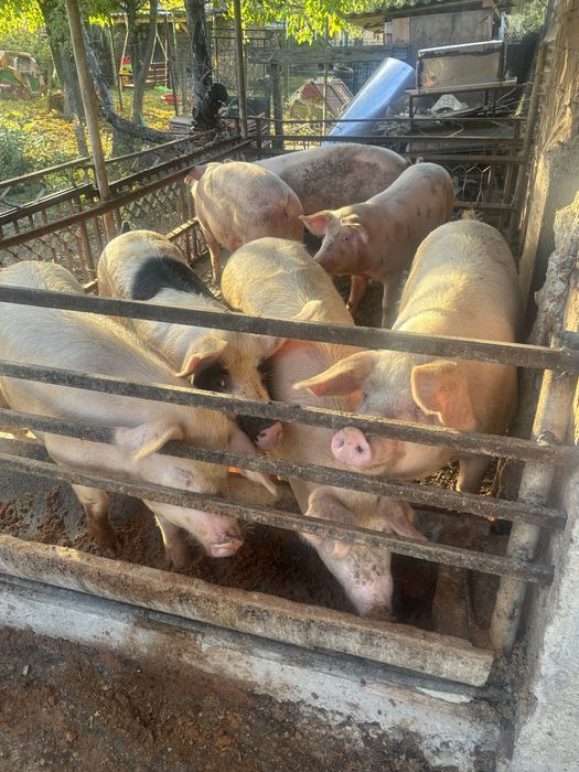 Продавам прасета