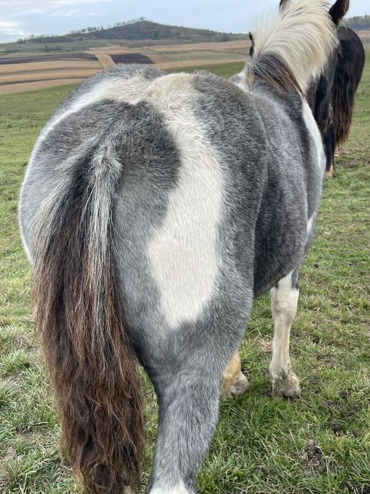 Vand manza tarcata de 5 luni