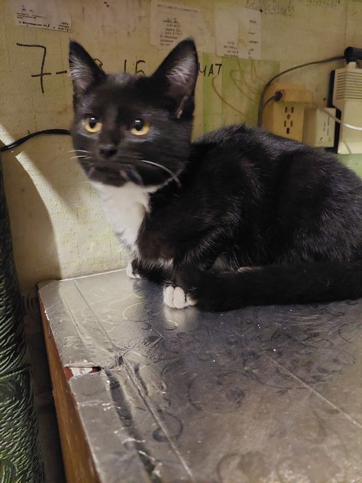 Ищем семью для котиков. Сарань