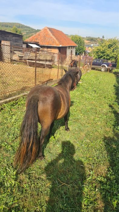 Vand ponei talie mica (femele)