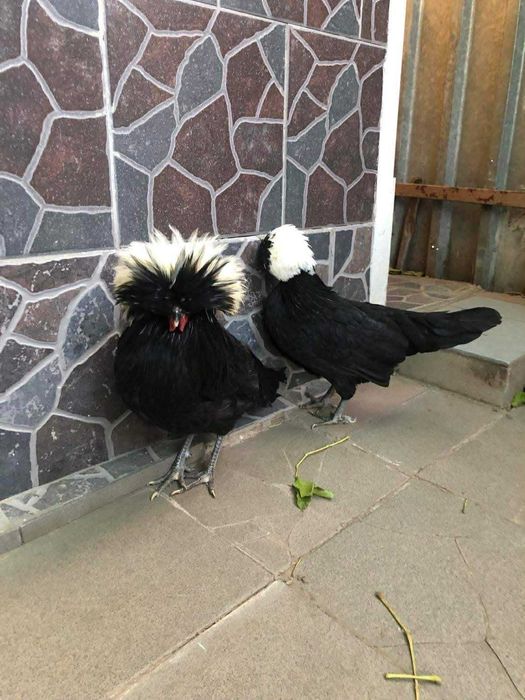 Vând Moțate Olandeze – exemplare frumoase și îngrijite