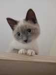 Котенок мальчик 4 месяца.
