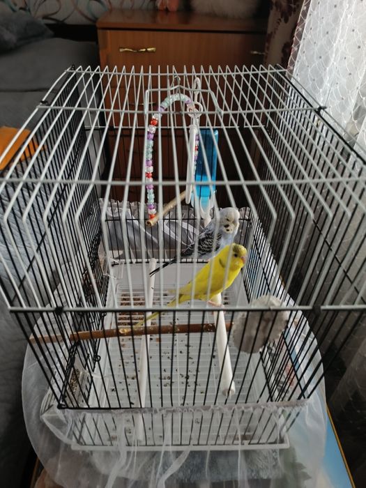 Продам попугаев волнистики