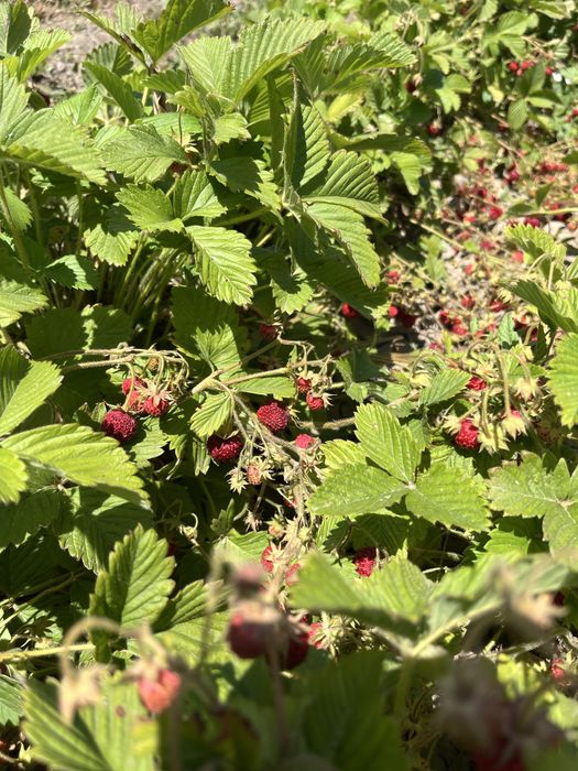 Разсада ягоди сорт Fragaria moschata