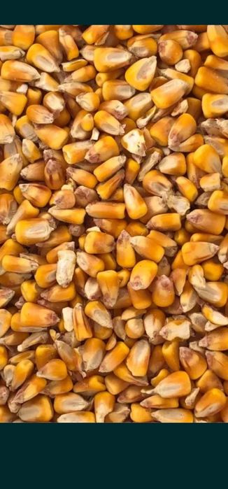 Porumb boabe recolta 2025