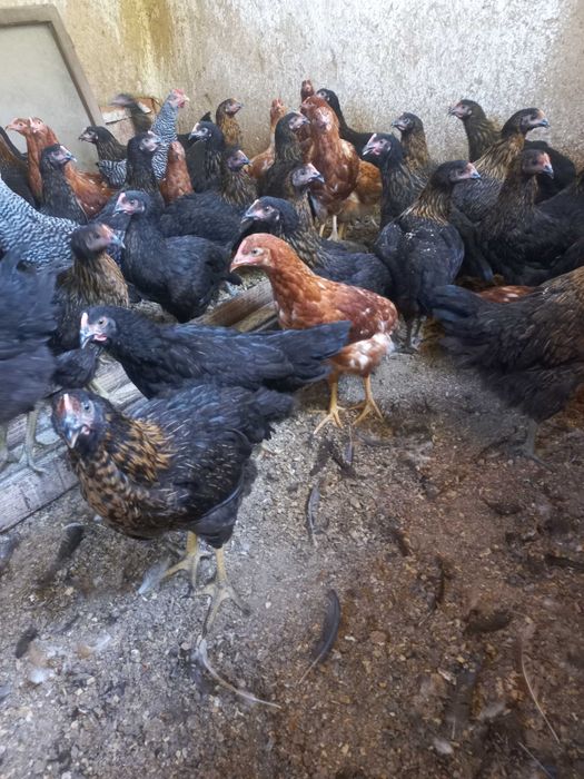 Продавам кокошки носачки