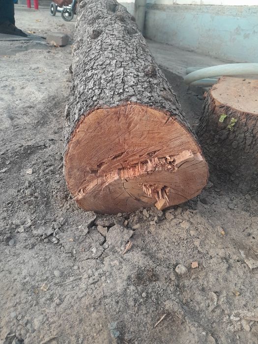 Tonka nok daraxtiniki