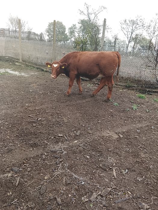 De vânzare doua vițelușe