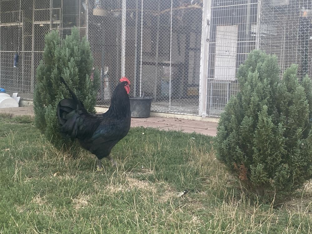 Vand cocosi australorp