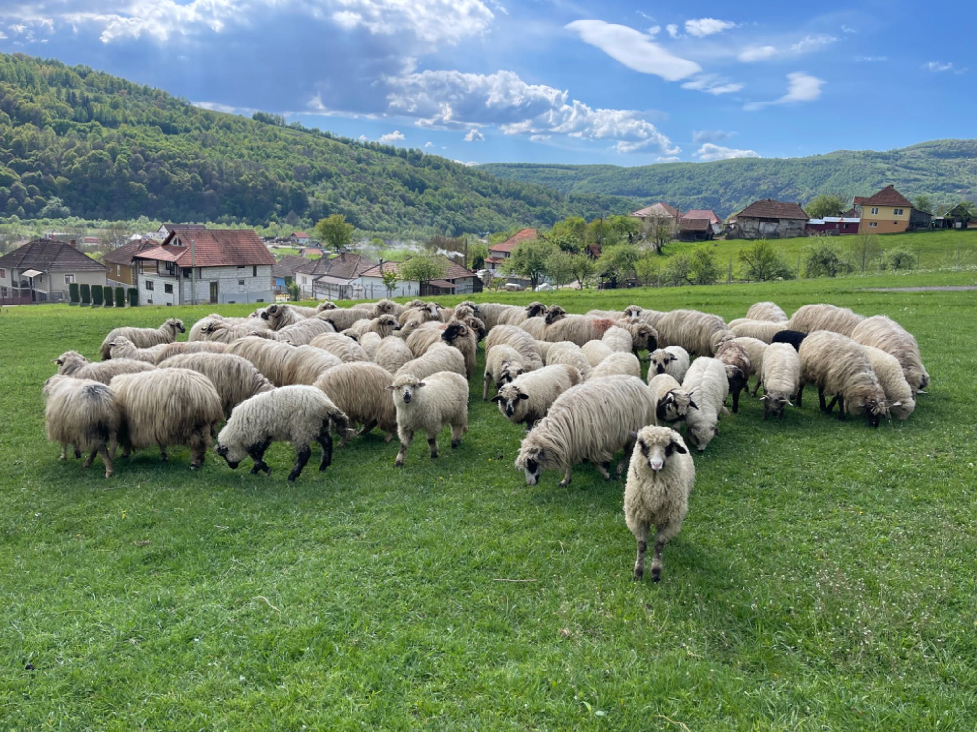 Vând 30 de miei pentru Paște