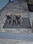 Donez catei presa canario