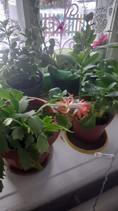 Декабрист цветы домашние