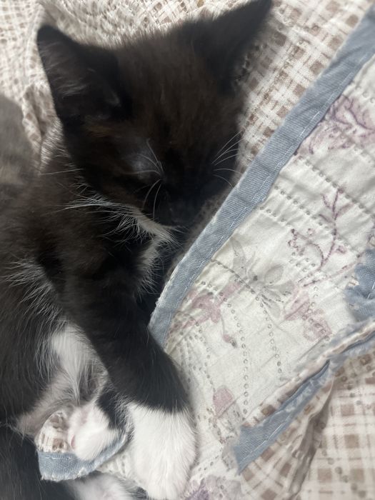 Отдаю котенка бесплатно в добрые руки