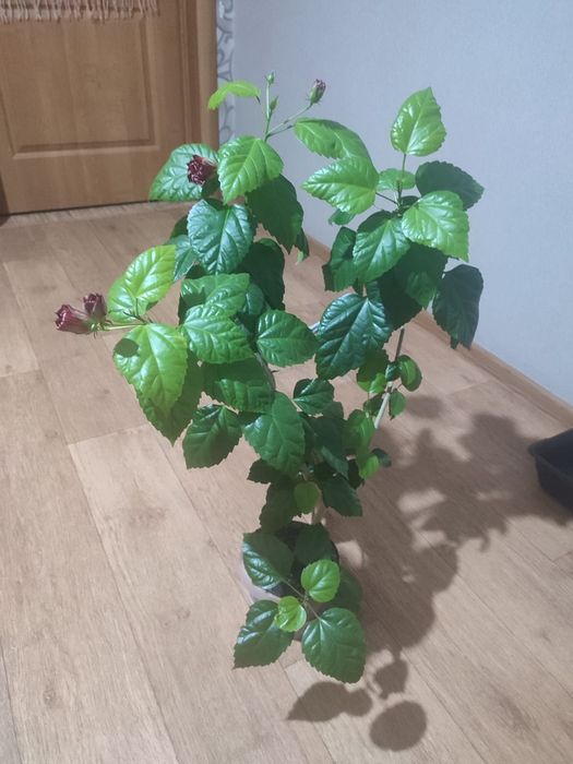 Продам китайскую розу