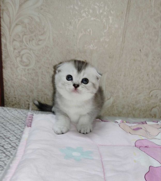 Продается котенок серебристая шиншила, мальчик.