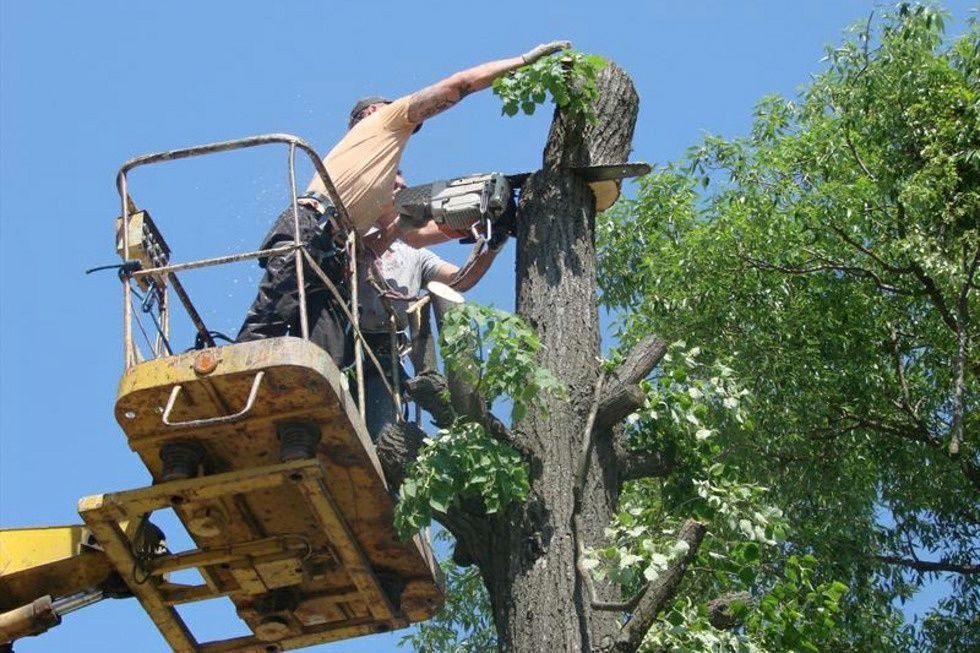 Спил деревьев дёшево и качественно