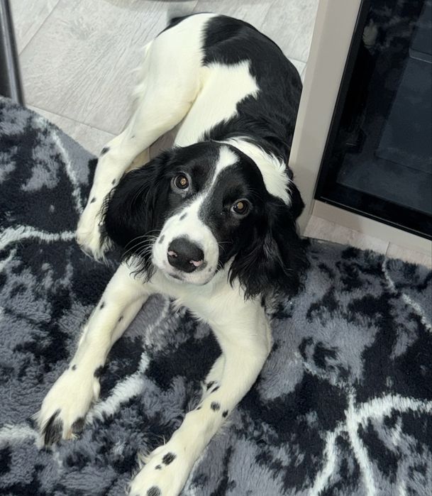 Русский спаниель