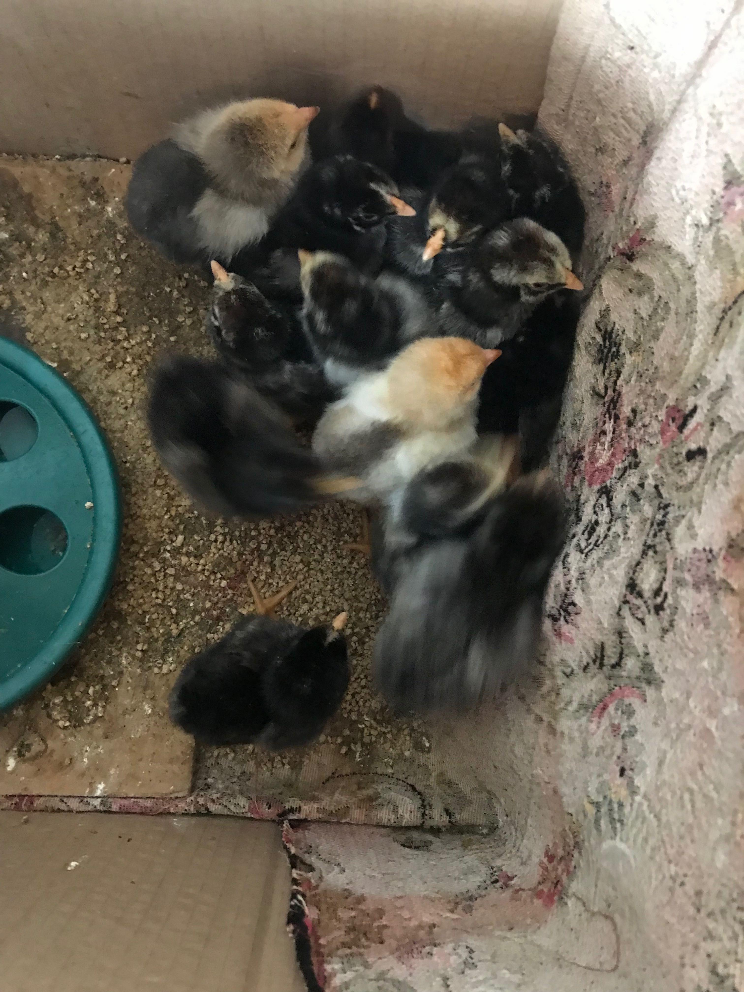 Pui marans  vârsta 24 zile