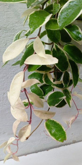 Хойя ‘Krimson Queen’ (или ‘Tricolor’). Экзотический сорт хойи.