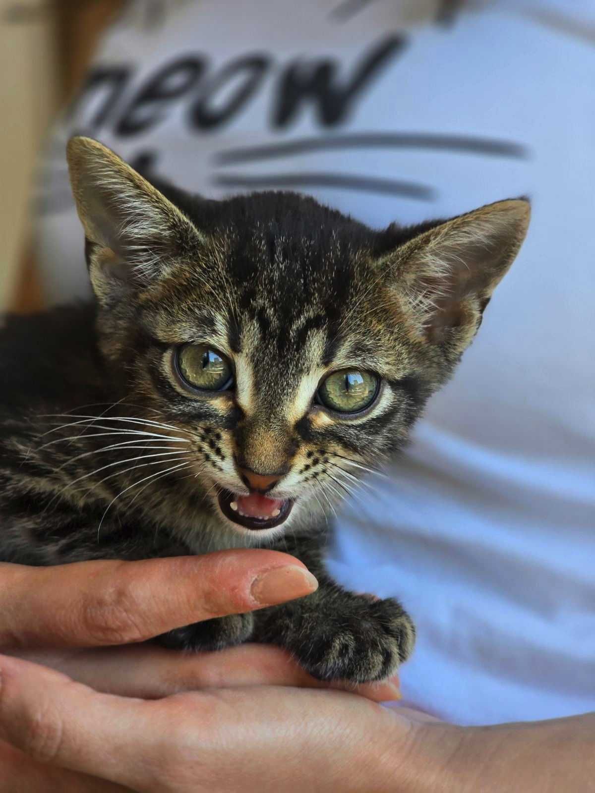 Мъжко коте на месец и половина търси грижовни стопани