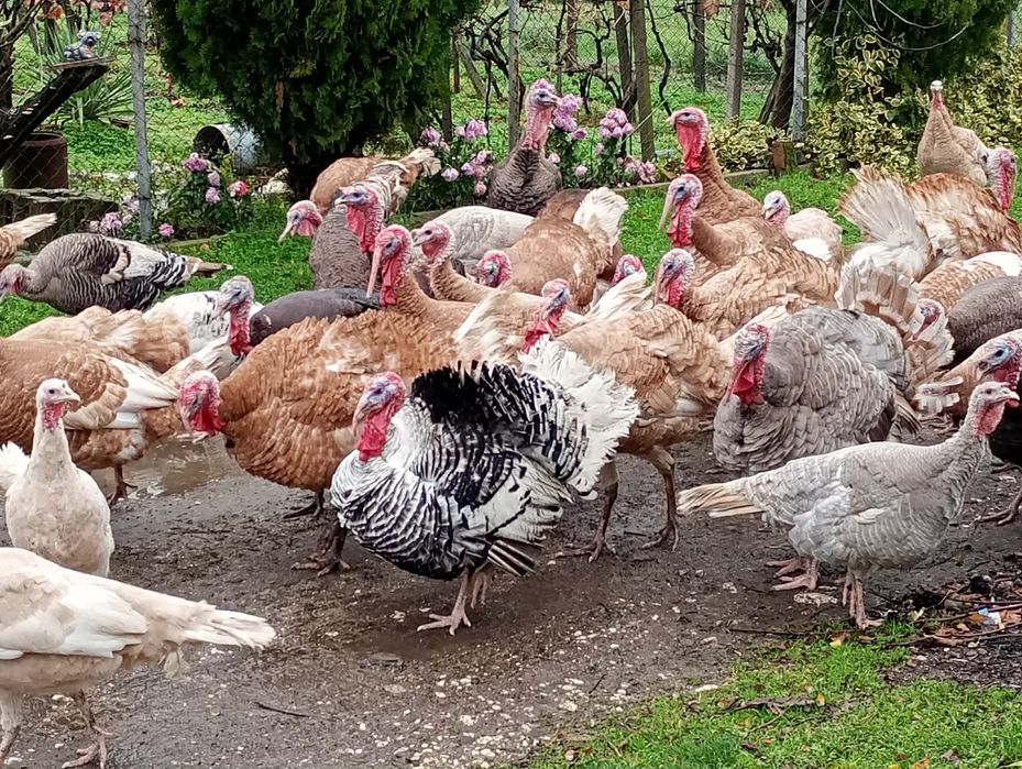 Продавам пуяци , средно по 8 кг е единия , цена 15лв. С Всно поле