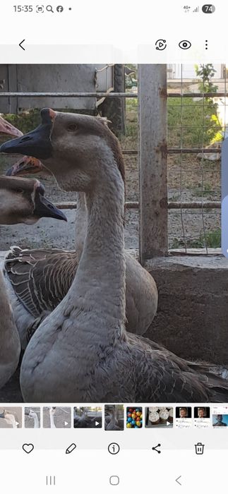 Гуси на обмен,ваши предложения?