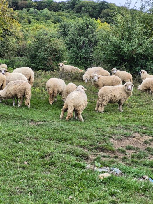vand 80 oi băle si berbeci