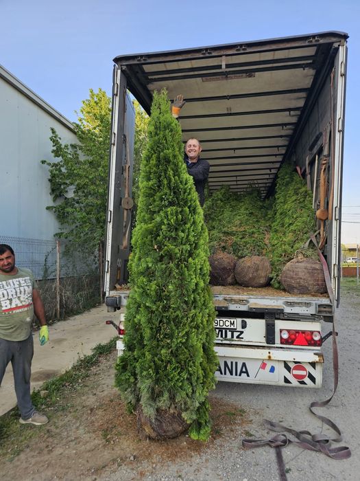 Leleandy tuia smarald magnolia sulangiana mesteacăn tei platan