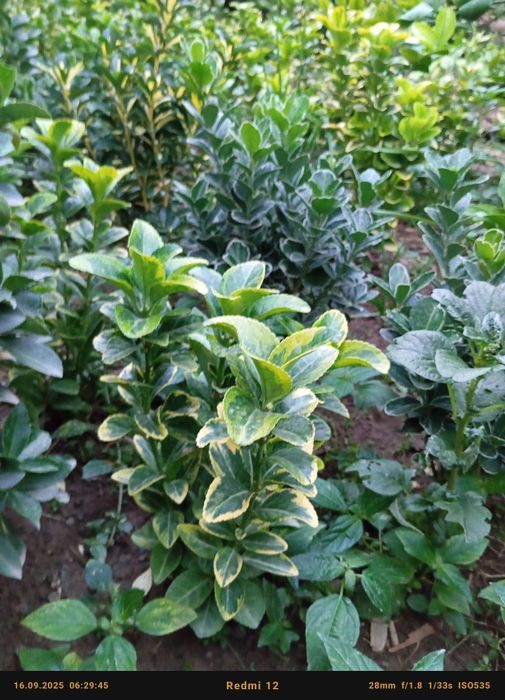 Бересклет номли декоратив кучатлар сотилади оптом олувчилар диккатига