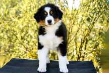 Australian Sheperd