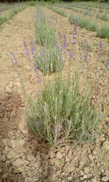 Vand butasi de lavanda