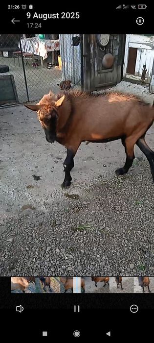 Țap pentru montă sau de vânzare