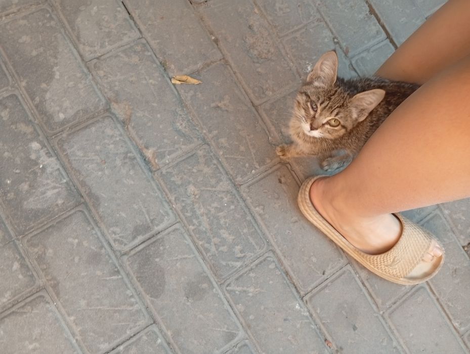 Спасённый котенок ищет дом