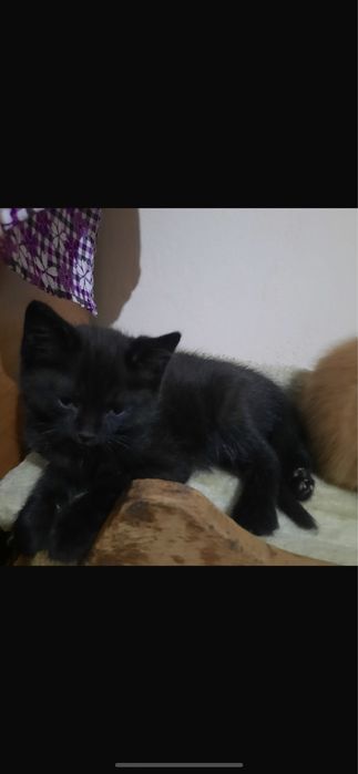 Отдам кошку в хорошие руки