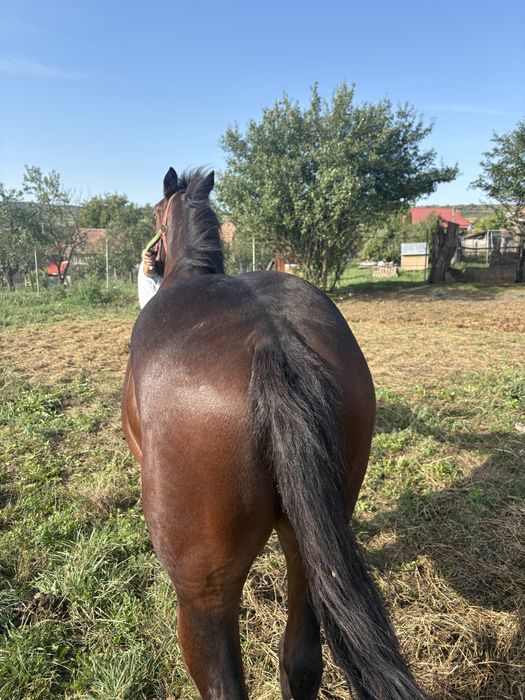 Vand manz semigreu 1 an jumate