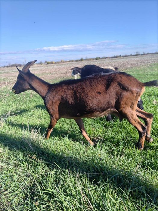 Vând 12 capre cu lapte și 1 tapv