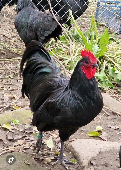 Cocoși Australop negru