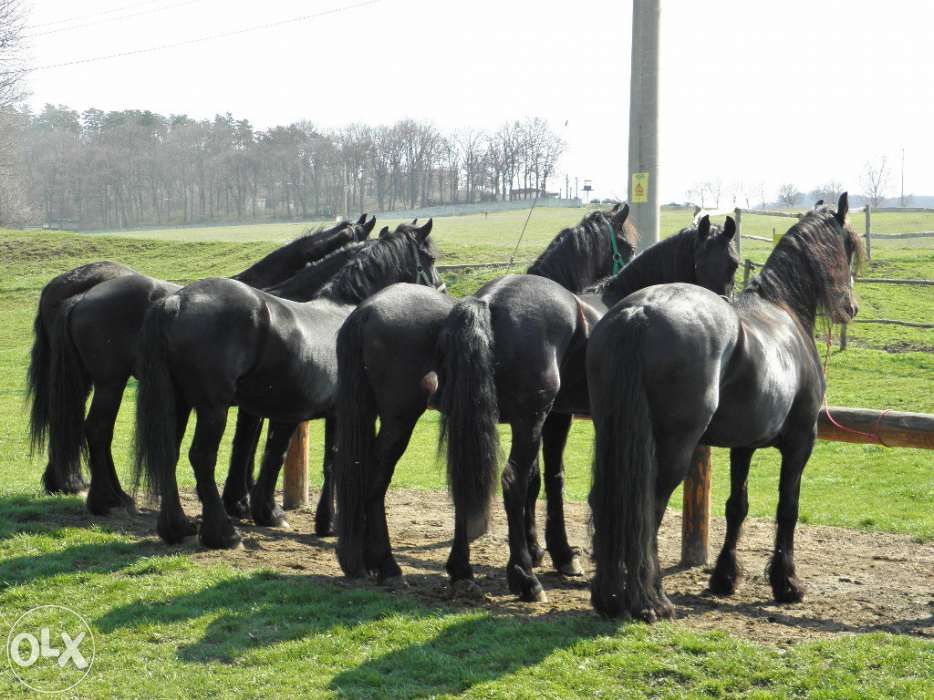 cai friesian echitatie calarie brasov