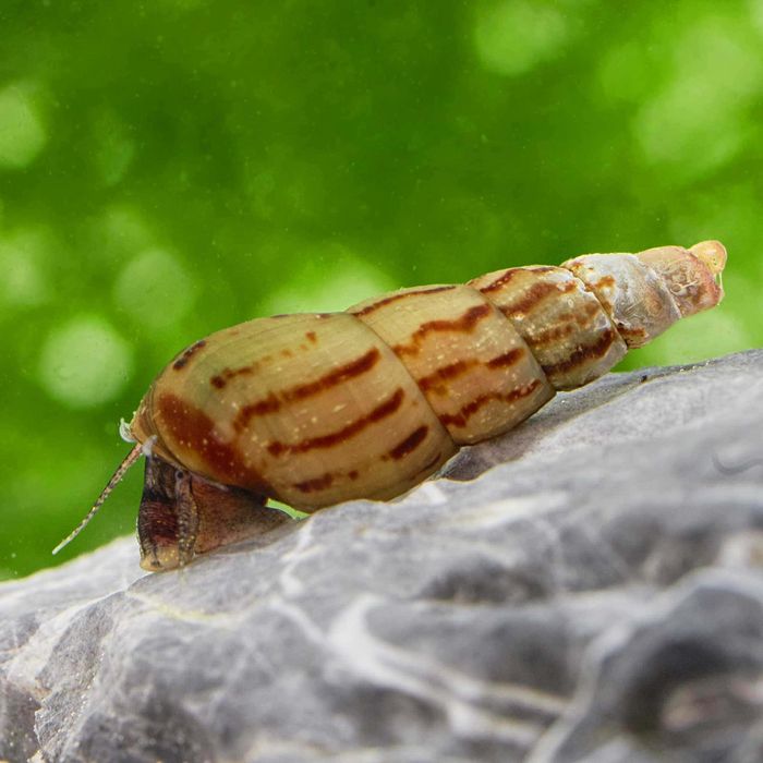 Vând melci melanoides tuberculata