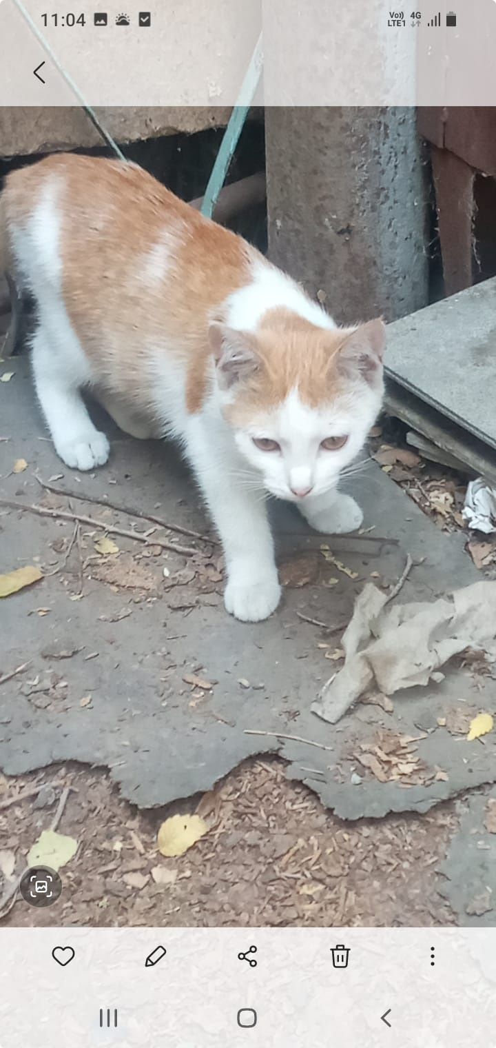 Кошечки и котятки ждут любящих хозяев