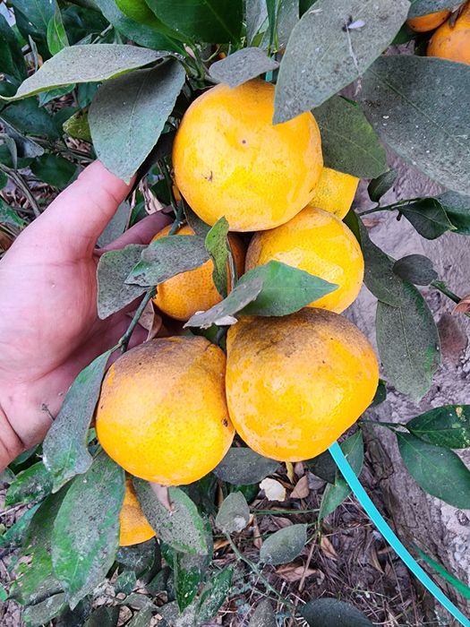 Mестний мандарин Апелсин мева сотилади оптим