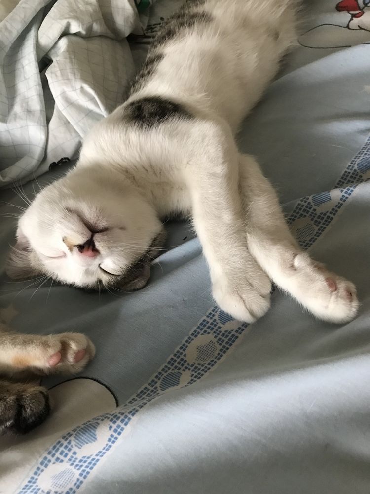 Отдаем котят в хорошие руки