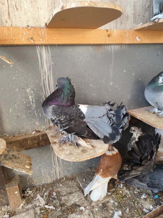 Voltat Indian linia mare