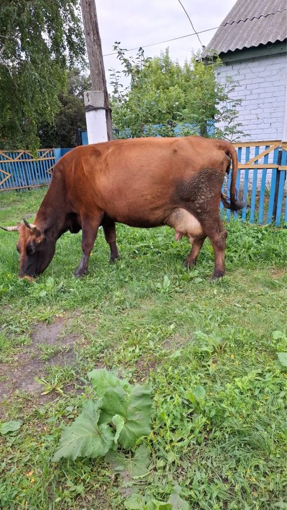 Продам хорошую корову