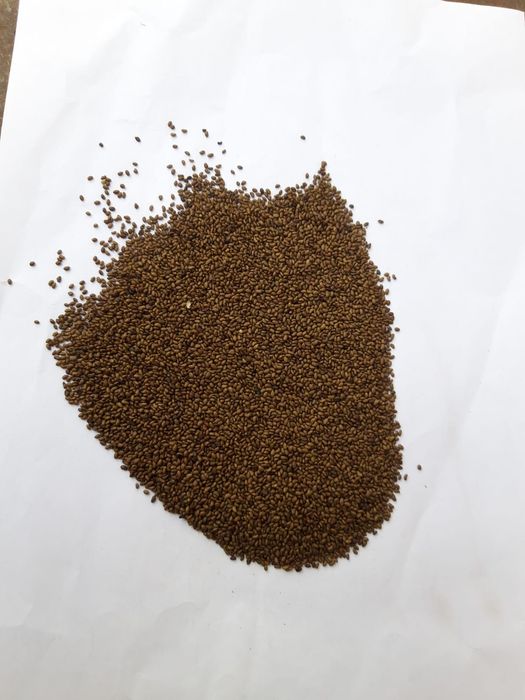 Sămânță ,Semințe Lucerna certificata