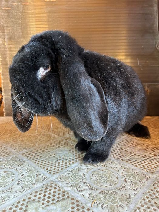 Iepure berbec german