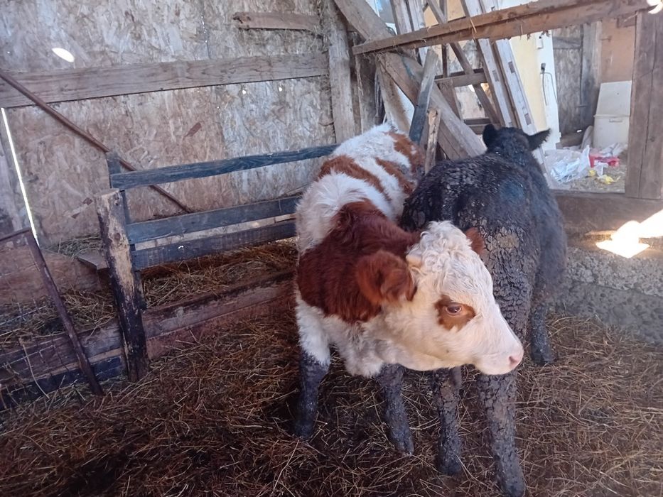 De vanzare 2 tăurasi