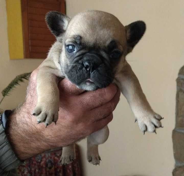 Френски булдог/малки кученца